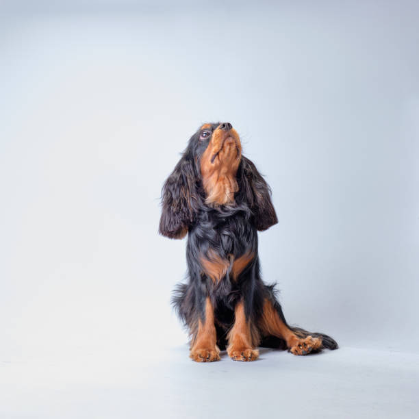 istock The Cocker Spaniel dog sits and looks up. Studio photo 1397067277
