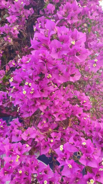istock Close up bougainvillea flower in spring time 1397067343