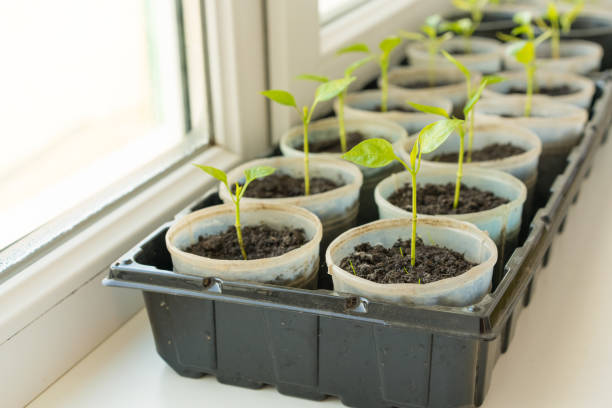 太陽の光の下で窓の敷居の上のプラスチックポットのピーマンの苗木。自宅で若い緑のトマトの植物を育てる。自家製製品。バルコニーガーデニング。選択的焦点 - window light window sill home interior ストックフォトと画像