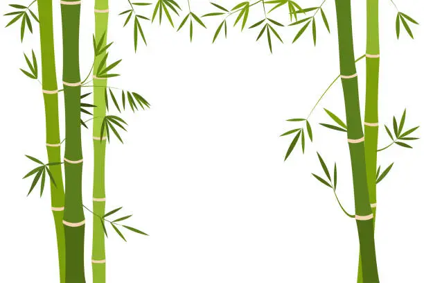 Vector illustration of Bamboo stalk with green foliage on a white background.