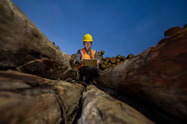 A woman works on a tablet computer in a timber storage area at a cargo port in Fujian,China.