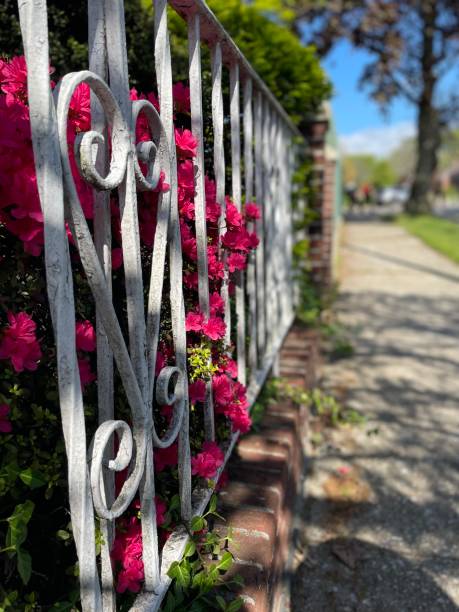 istock Pretty in pink through the fence 1397070124