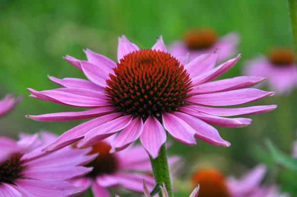 istock Bloom in nature Echinacea purpurea 1397070874