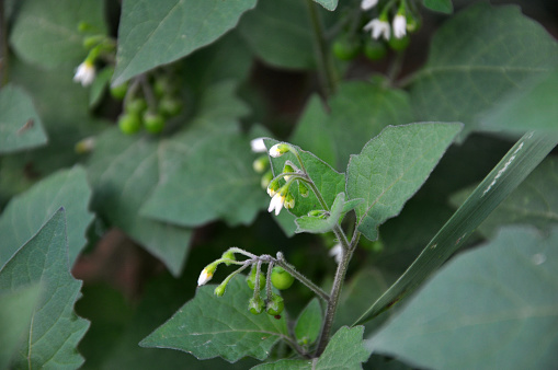 In nature blooms poisonous weeds Solanum nigrum