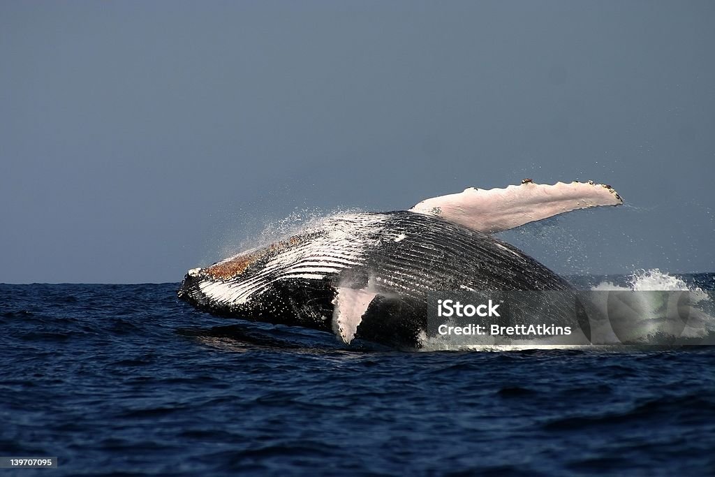 Humpback udar - Zbiór zdjęć royalty-free (Eksplodować)