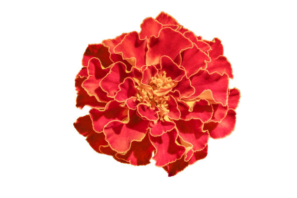 istock isolated red orange Marigold flower on white background(Tagetes) 1397070973