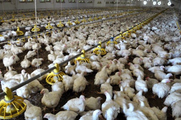 istock Farm for growing broiler chickens 1397070981