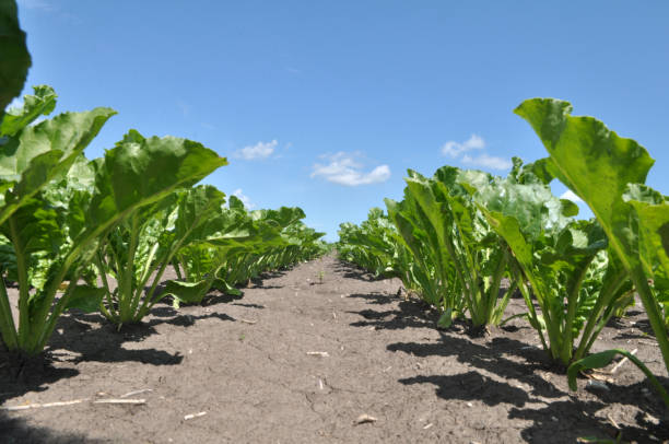 istock On the farm field grow sugar beets 1397072308