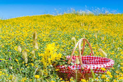 Picnic basket with yellow flowers in spring meadow. High resolution 42Mp outdoors digital capture taken with SONY A7rII and Zeiss Batis 40mm F2.0 CF lens