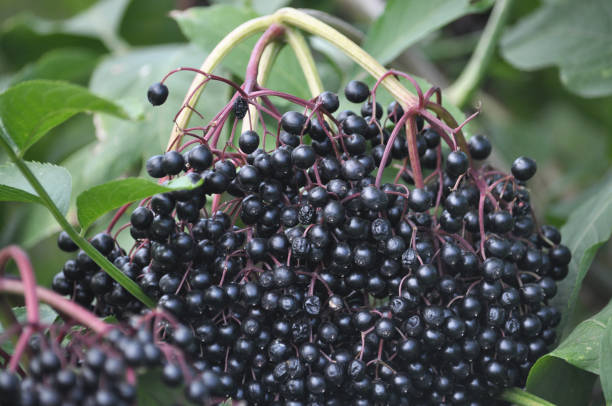 istock Bunch of elderberries with ripe berries 1397072454