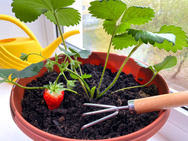 Planting strawberry seedlings on window sill. Rake, shovel and watering can. Home gardening. stock photo