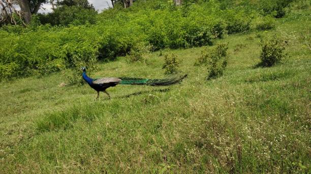 istock Encounter the beauty , Peacock 1397073989