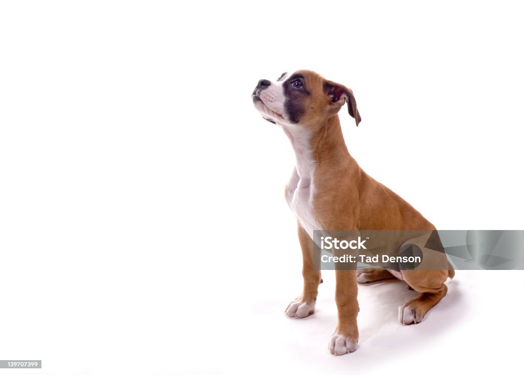 Boxer pup waiting for treat 3 month old Boxer puppy in perfect pose! Adult Stock Photo