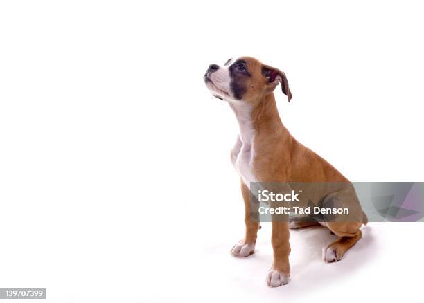 Boxer Pup Waiting For Treat Stock Photo - Download Image Now - Adult, Animal, Boxer - Dog