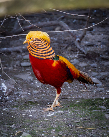 Colorful Red and Gold pheasant