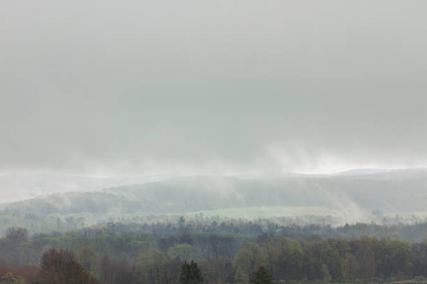Fog blankets the forest on an Springtime morning.