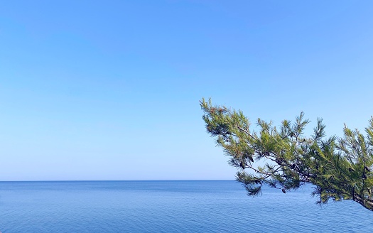 Pine tree on the beach against blue sky and sea.
