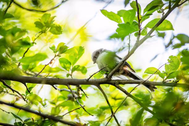 A young long-tailed tit A cute white, brown and black songbird, perching on a branch surrounded with green leaves. Spring day in nature. thick chicks stock pictures, royalty-free photos & images