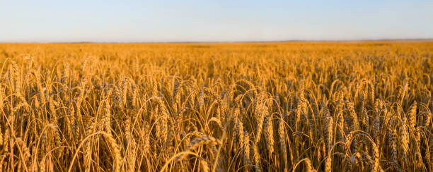 istock closeup summer wheat field at quiet day 1397075947