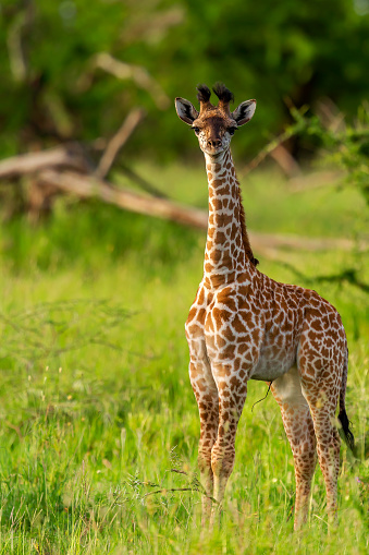 Newborn Beautiful Giraffe Calf looking at Camera at Wild