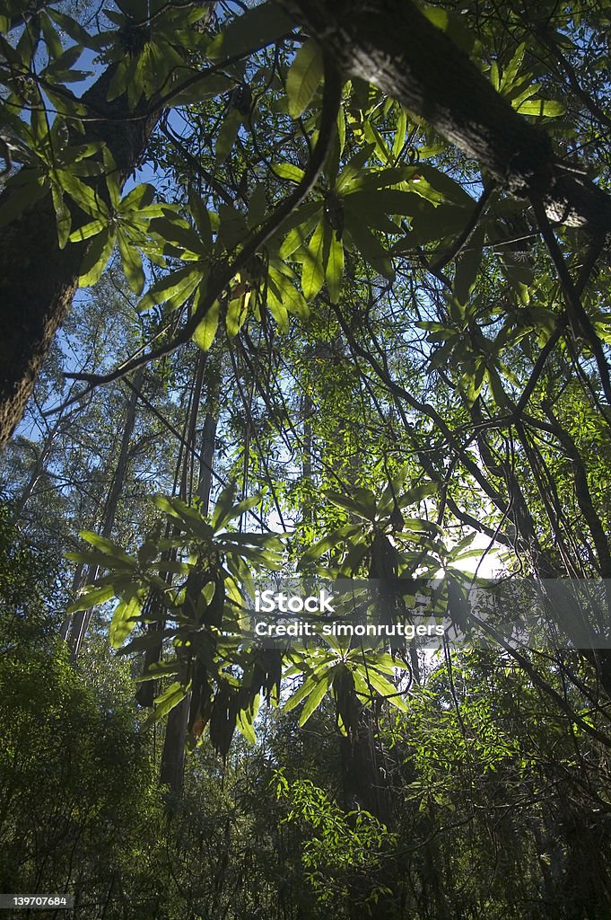 Selva tropical apacible - Foto de stock de Aire libre libre de derechos