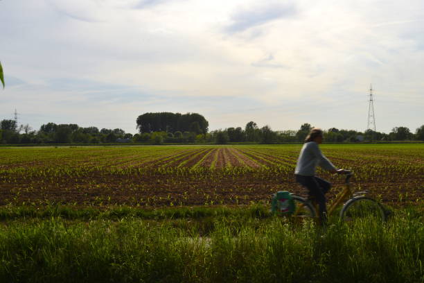 Wilsele, Vlaams-Brabant, Belgium - May 13, 2022: woman cycling on a cycle lane at rush hour on Friday evening in front of a field in springtime on a sunny day
