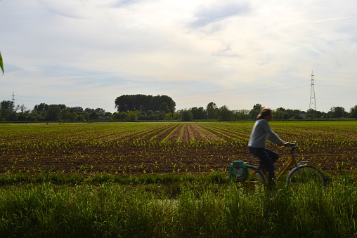 Wilsele, Vlaams-Brabant, Belgium - May 13, 2022: woman cycling on a cycle lane at rush hour on Friday evening in front of a field in springtime on a sunny day