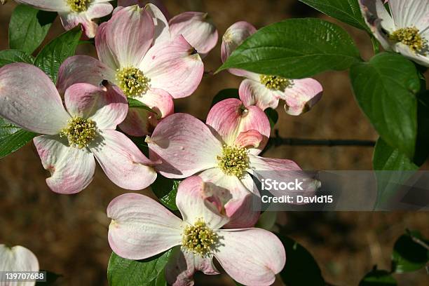 Красивый Розовый Цветы Весной Цветут — стоковые фотографии и другие картинки Апрель - Апрель, Белый, Вариация