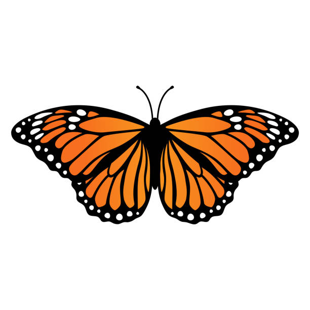 бабочка-монарх. векторная иллюстрация, изолированная на белом фоне - butterfly monarch butterfly spring isolated stock illustrations