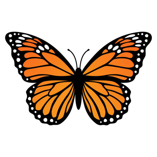 ilustraciones, imágenes clip art, dibujos animados e iconos de stock de mariposa monarca. ilustración vectorial aislada sobre fondo blanco - butterfly monarch butterfly isolated flying
