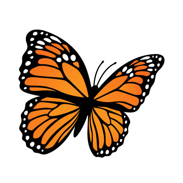 motyl monarch. ilustracja wektorowa izolowana na białym tle - butterfly monarch butterfly spring isolated stock illustrations