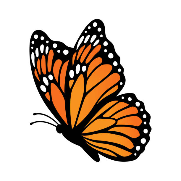 motyl monarch, widok z boku. ilustracja wektorowa izolowana na białym tle - butterfly monarch butterfly spring isolated stock illustrations