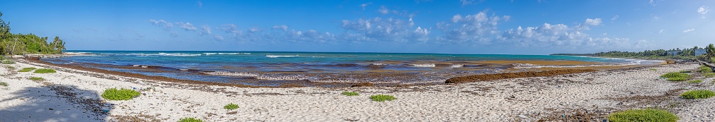 Image of a littered stretch of beach on the Gulf Coast of Yucatan during a plague of seaweed caused by global warming