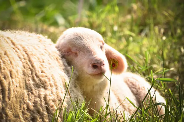 Photo of Closeup portrait of a  very cute, flurry wooly white lamb in the green grass