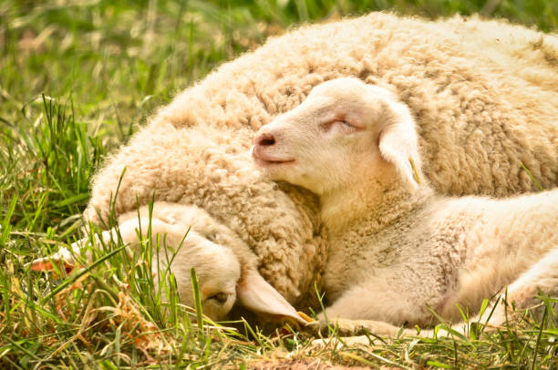 A very cute, flurry wooly white lamb with its mother in the green grass A very cute, flurry wooly white lamb with its mother in the green grass sheep flock stock pictures, royalty-free photos & images