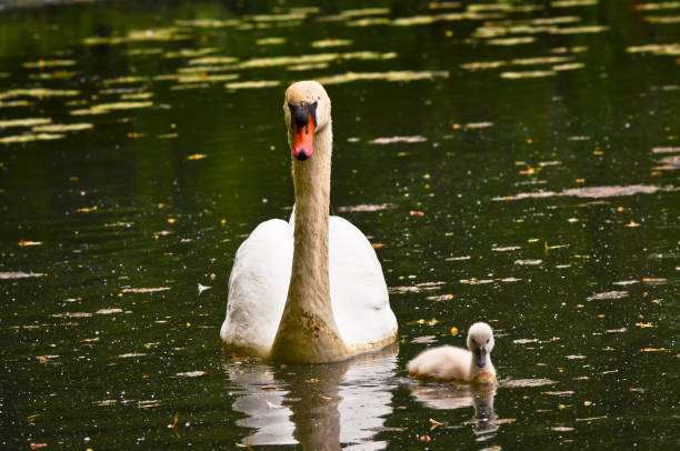 istock A beautiful swan with its tiny fledgling in the water 1397079123