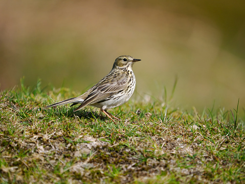 Meadow pipit, Anthus pratensis, single bird on grass, Shropshire, May 2022