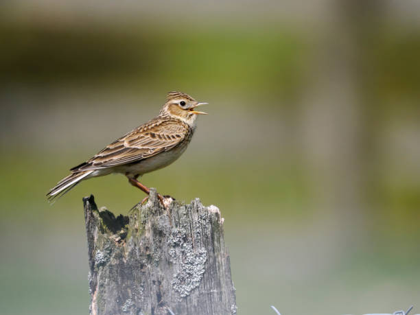 Skylark, Alauda arvensis, Skylark, Alauda arvensis, single bird on song post, Shropshire, May 2022 alauda stock pictures, royalty-free photos & images