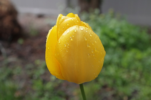 Raindrops stay on the yellow petals of a spring tulip. \nMetro Vancouver, British Columbia.