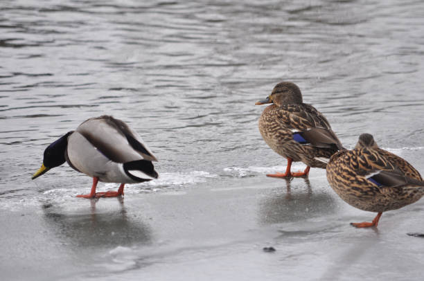 istock Wild ducks on the frozen riverbank 1397079852