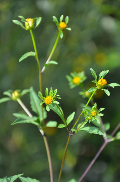 istock Flowering grass Bidens tripartita 1397079862