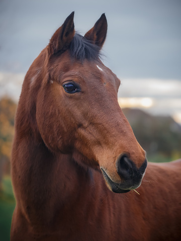 Close Up Portrait of a brown horse with blured out background.