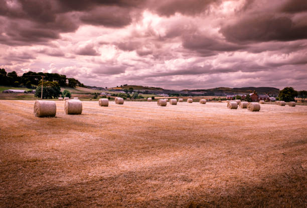 View of farmland summer harvest in Dumfries Galloway area Scotland UK