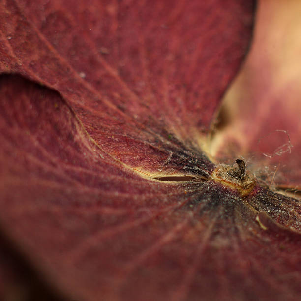 rotten flower stock photo