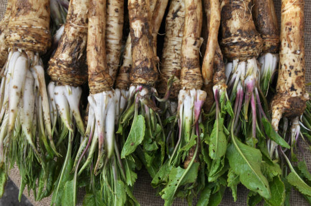 istock Fresh, dug-out horseradish 1397080783