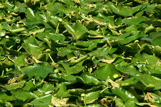 Vibrant Green Lilypads with tiny Vireo in Center of Frame