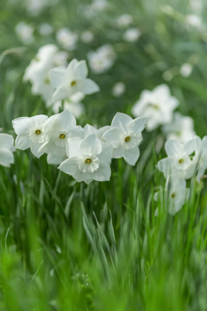 narcisi bianchi nel parco, messa a fuoco selettiva, profondità di campo ridotta. immagine tonica. - nature selective focus green vertical foto e immagini stock