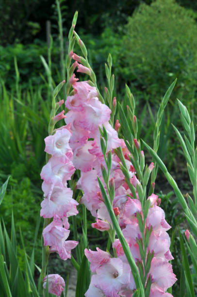istock Blossom of colorful gladioluses 1397080922