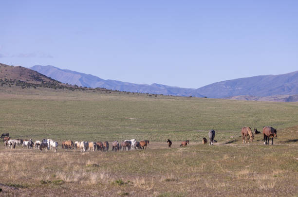istock Wild Horses in Spring in the Utah desert 1397081213