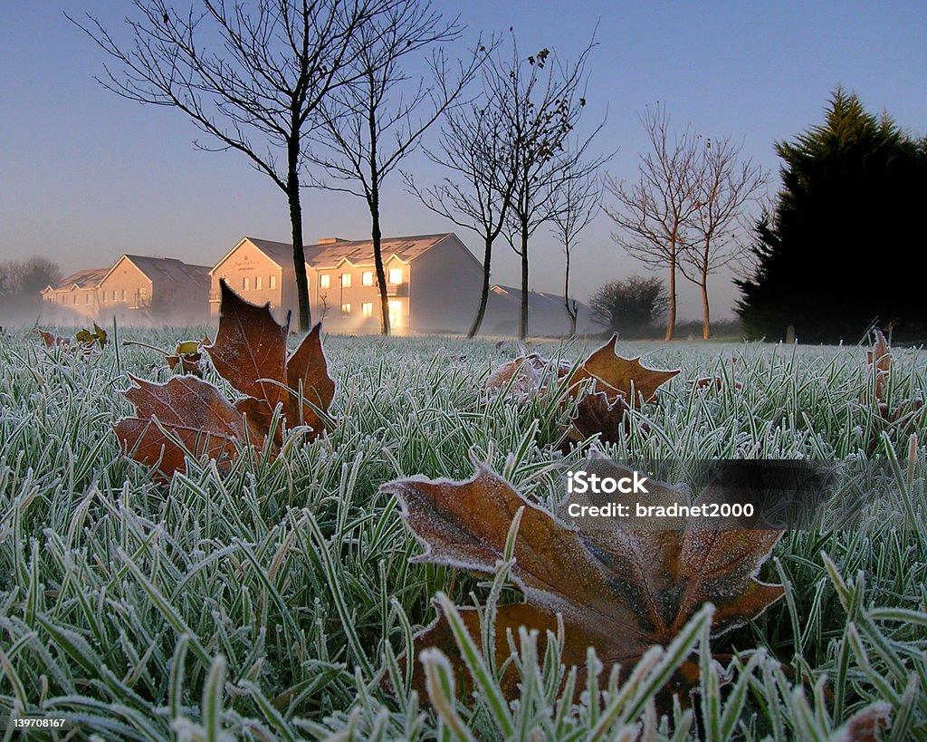 Winter Leaves Warm Sun Frost on leaves early in the morning in Irelands west coast of Galway Dawn Stock Photo